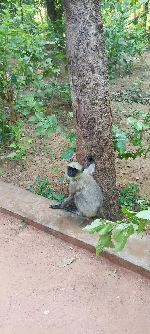 Monkey