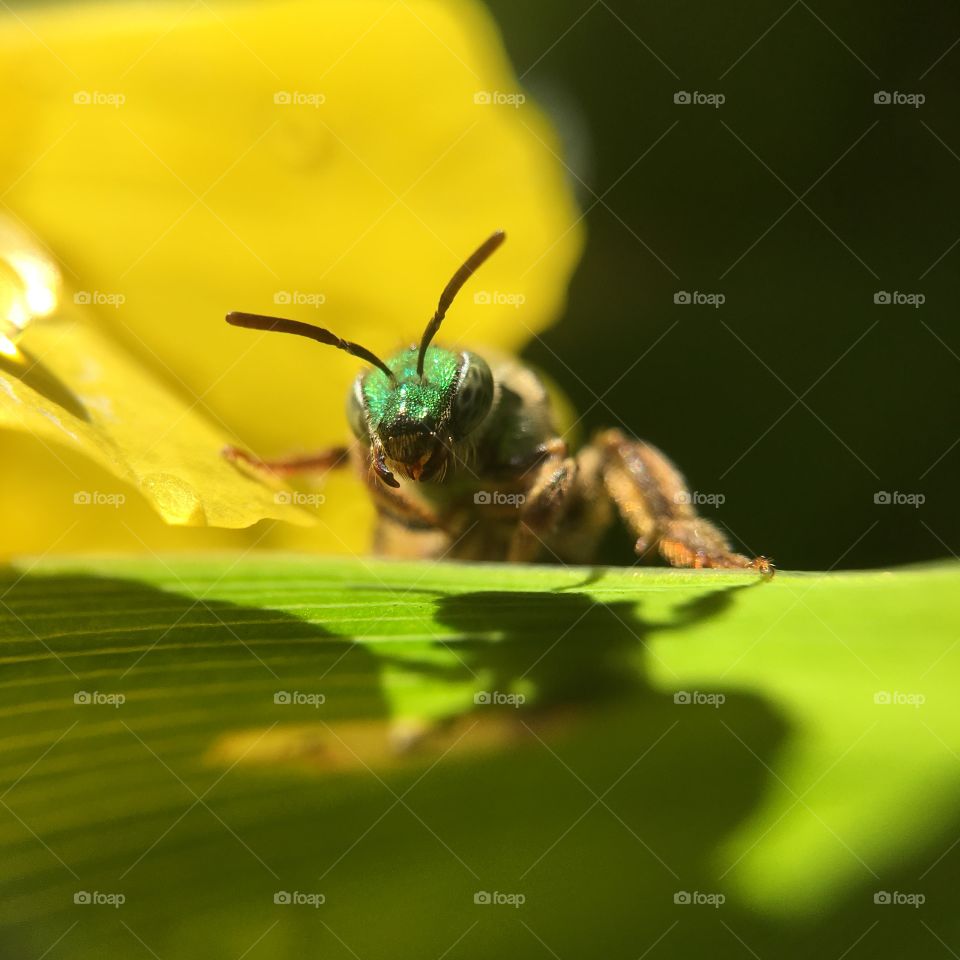 Green-headed bee closeup on leaf with shadow  grooming after a summer rain shower series