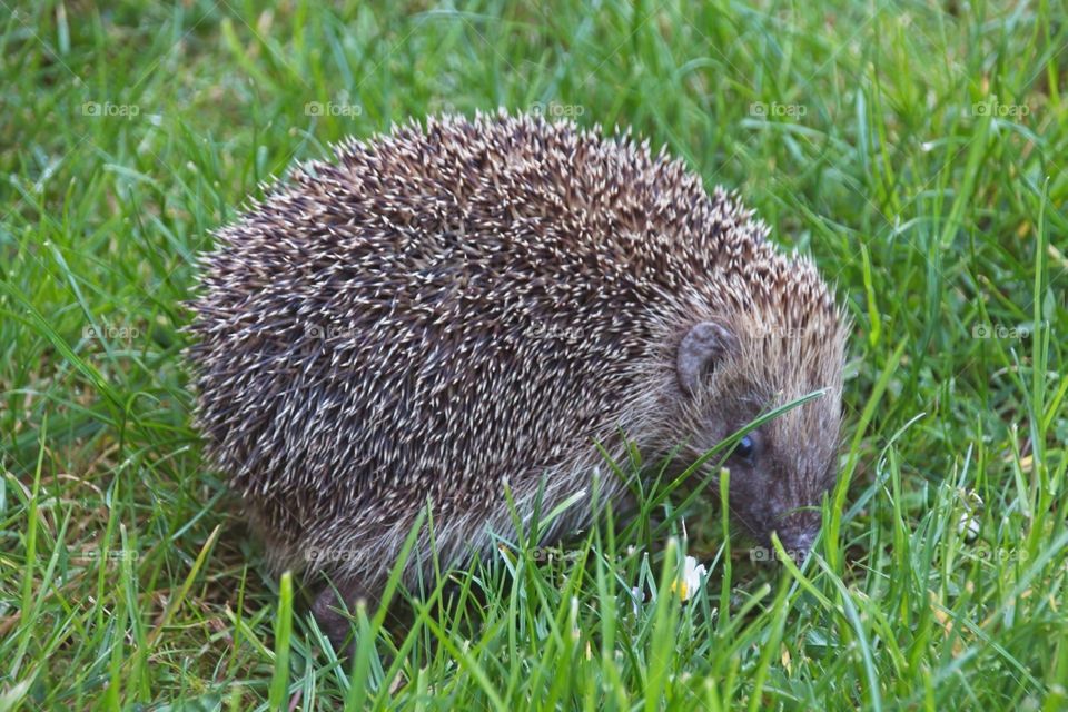 hedgehog in the grass