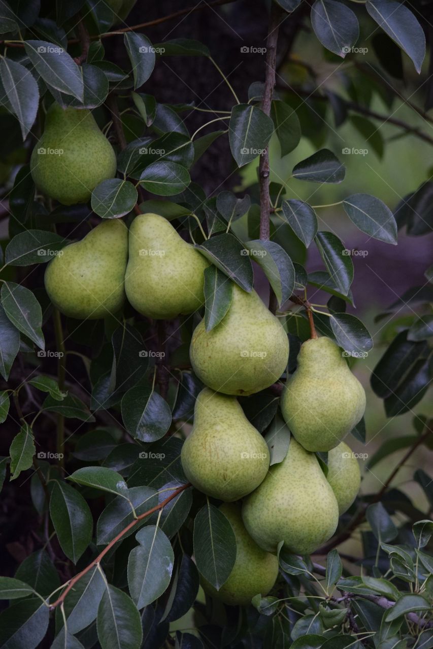 Bartlett pears on tree