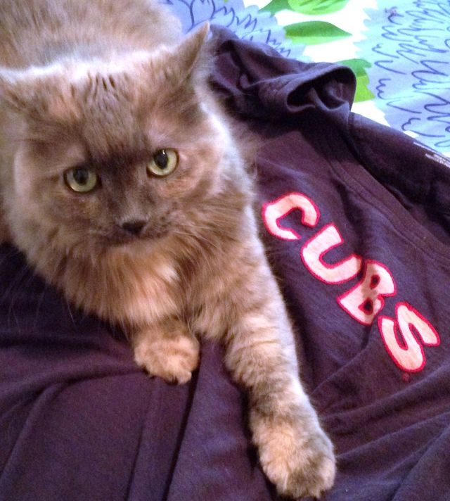 Kitty