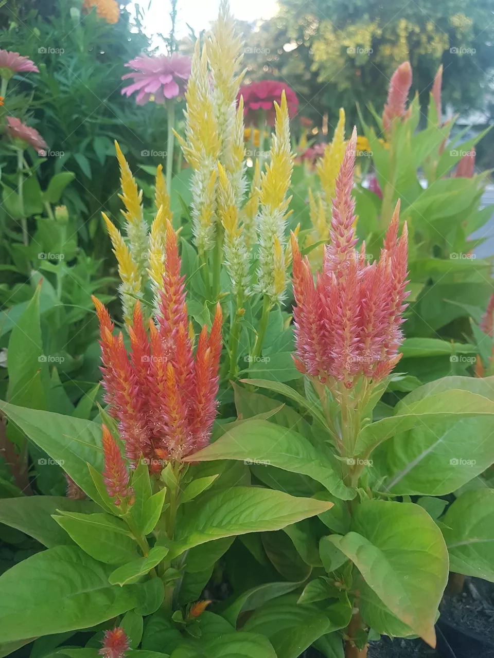 cockscomb flower in the garden