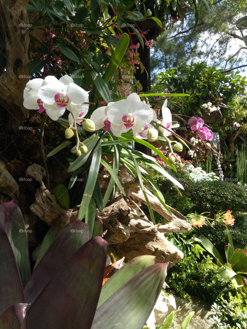 orchids in the garden