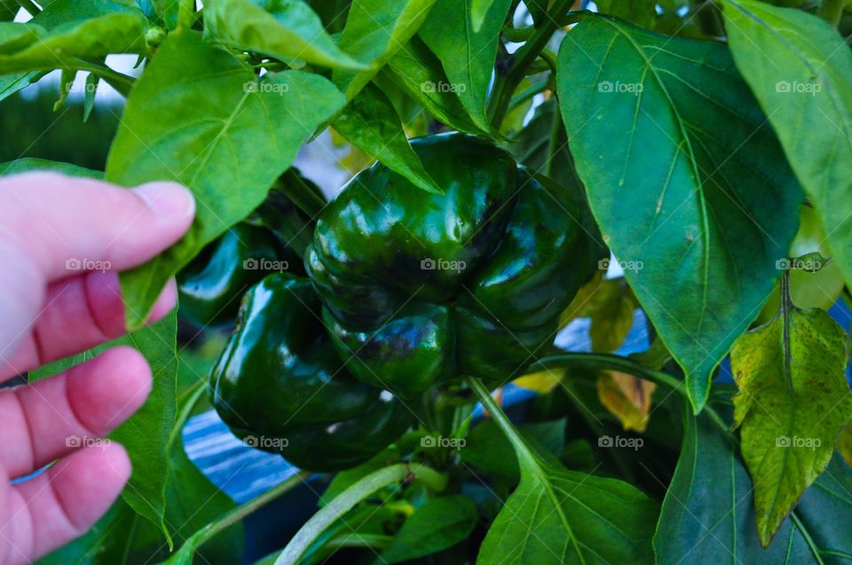 Balcony garden green peppers