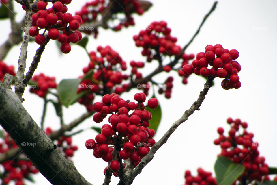 Red fruits