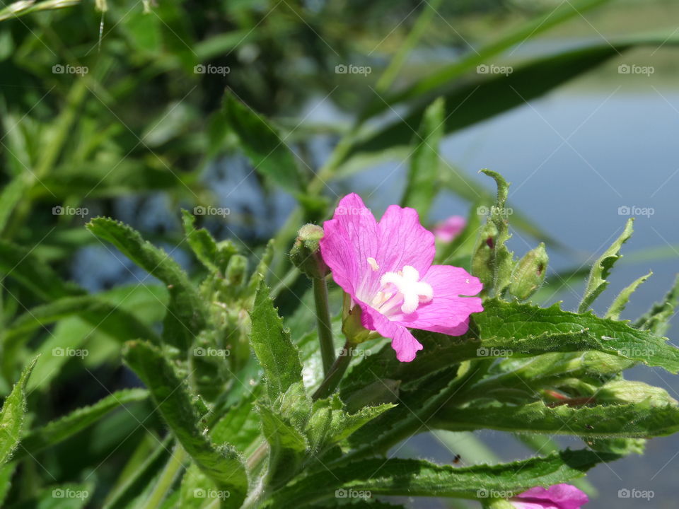 цветок на озере