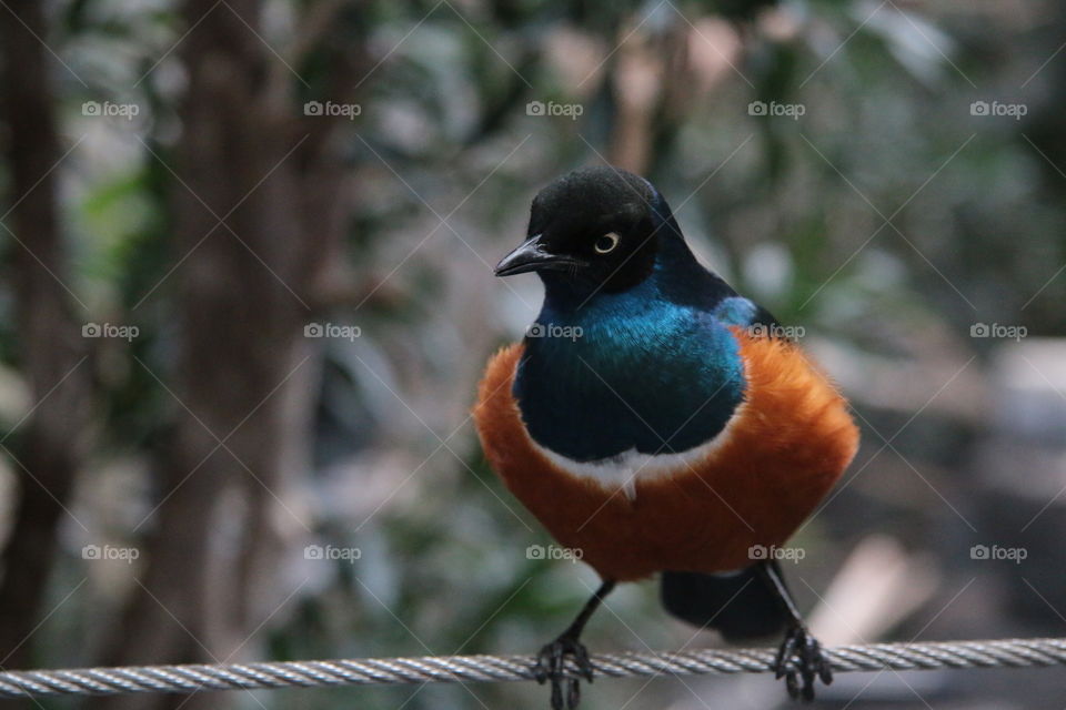 Exotic bird sitting on a fence. This bird... gorgeous!