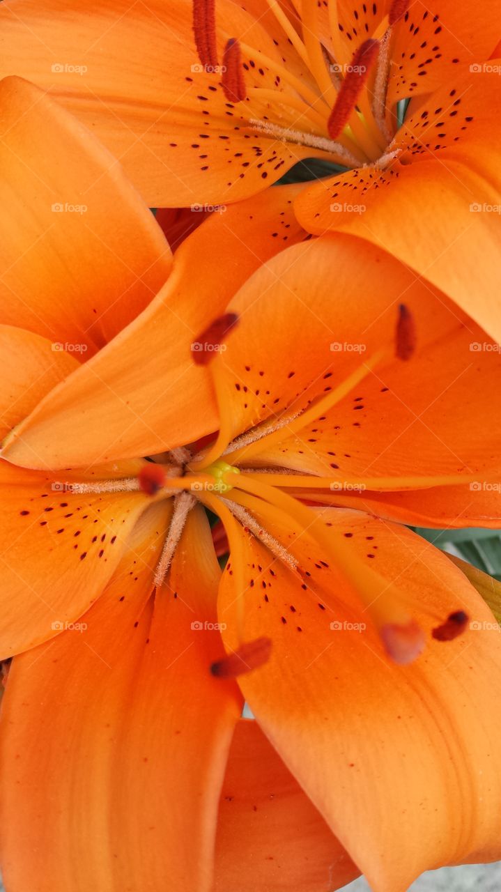 Close-up of a orange flower