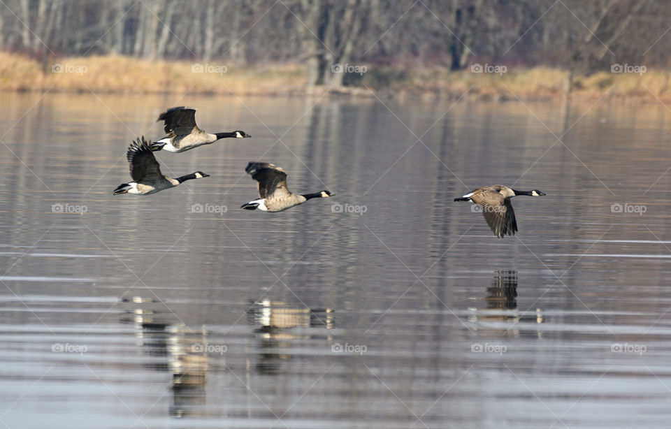 Four flying geese