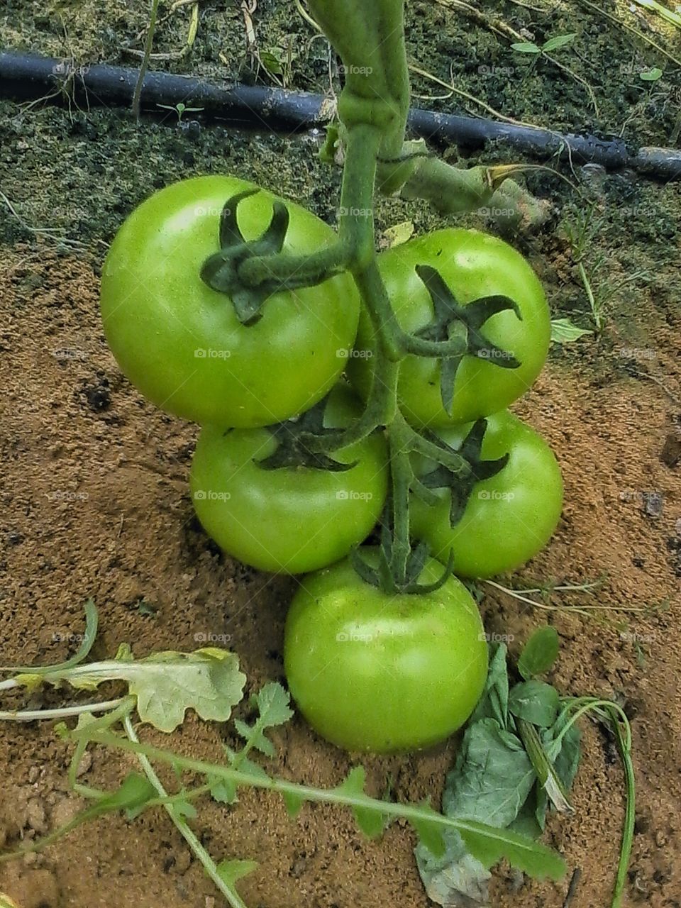 Tomatoes