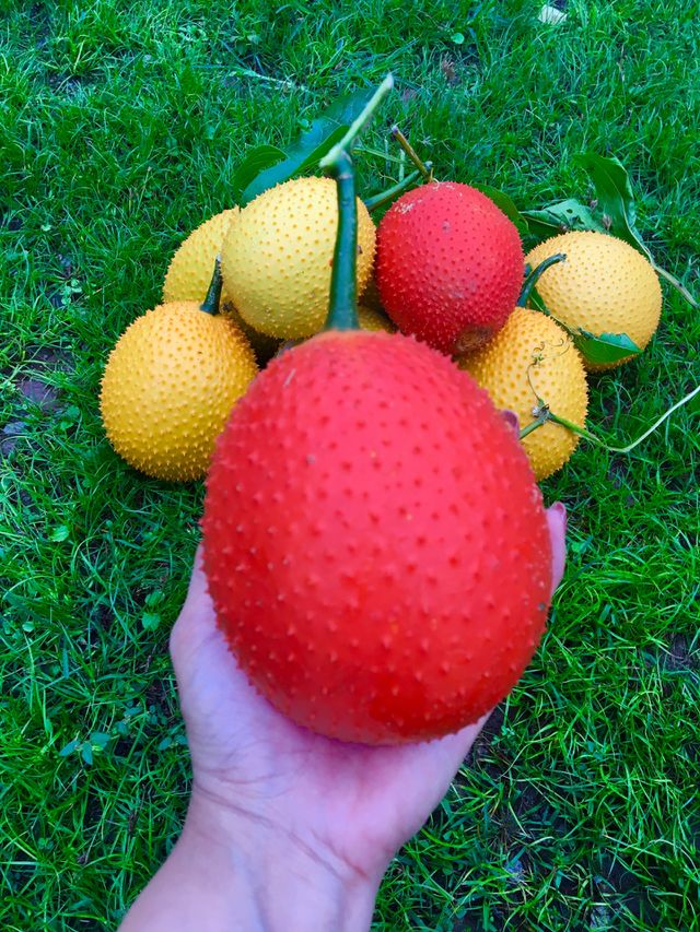 Baby Jackfruit on hand