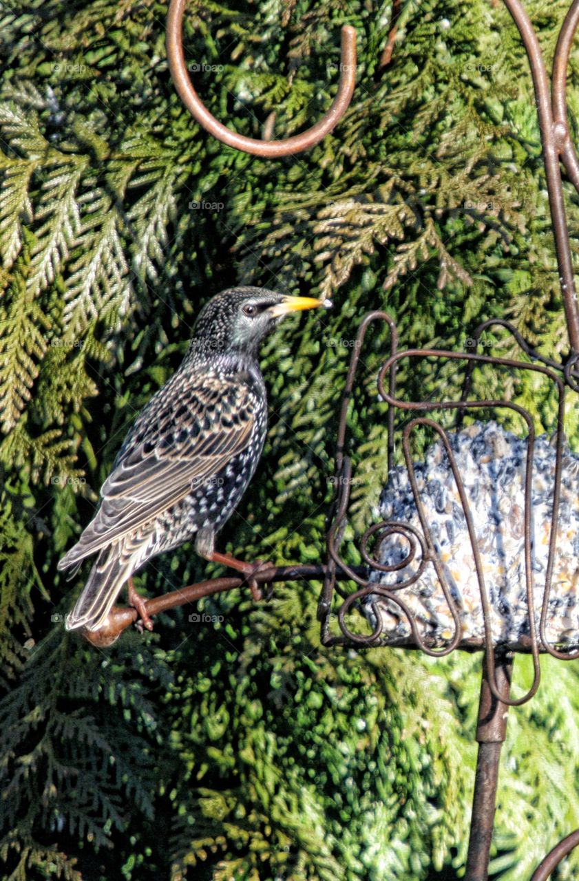 Starling