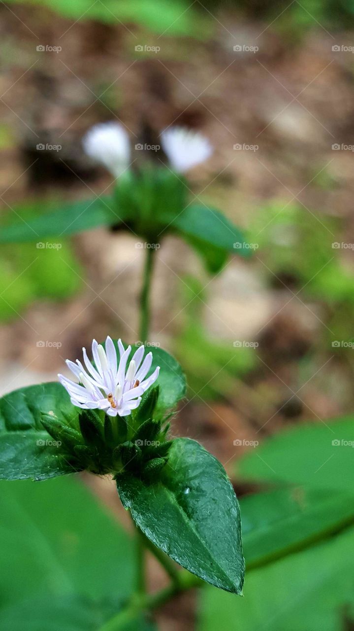 Macro Shots!