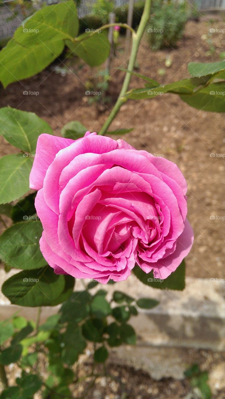 Pink rose blooming on plant