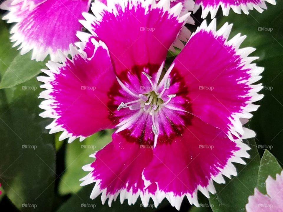 Macro view of a pink flower