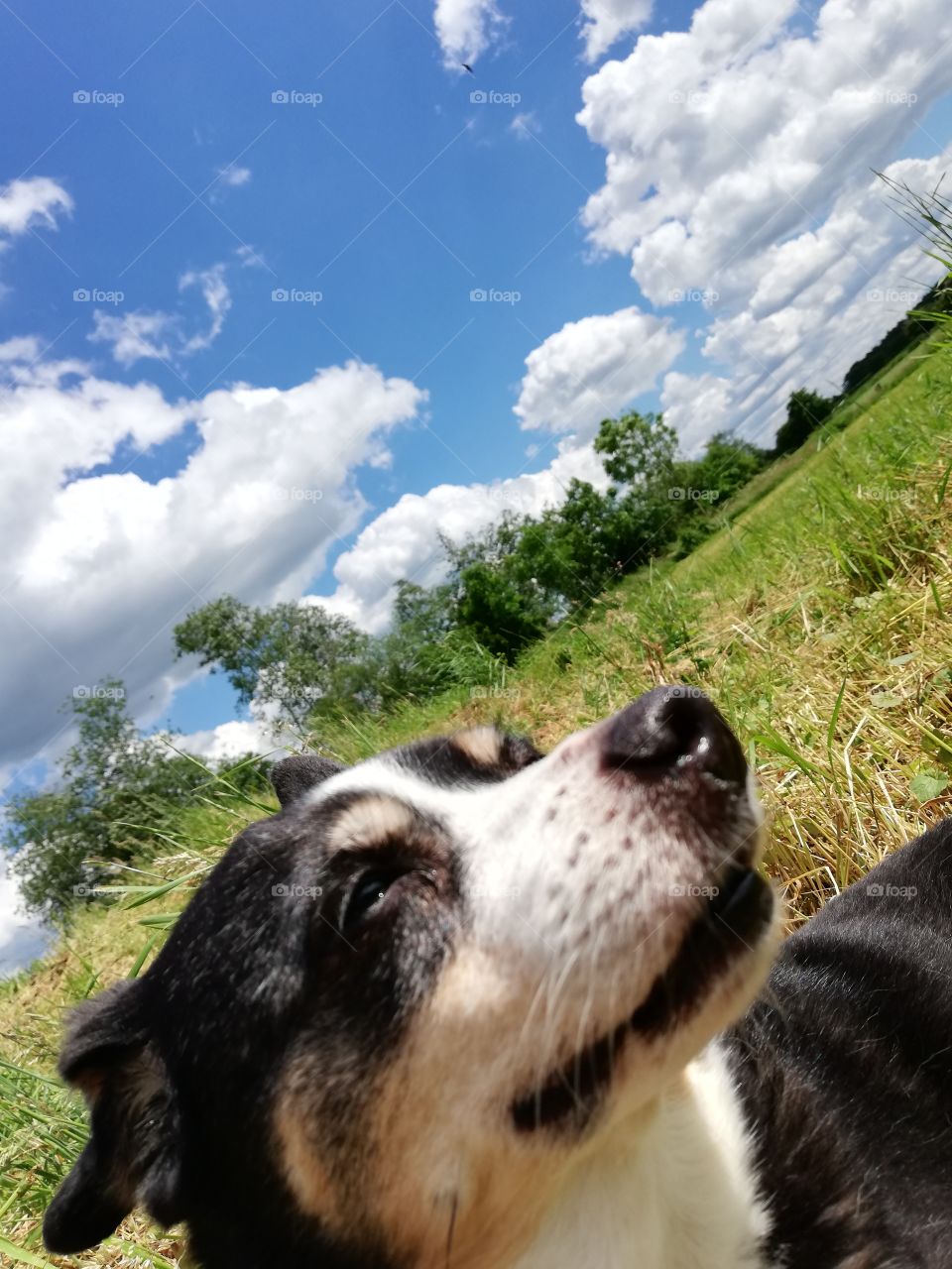 Dog lying in a field in the sun with blue sky and clouds in the background