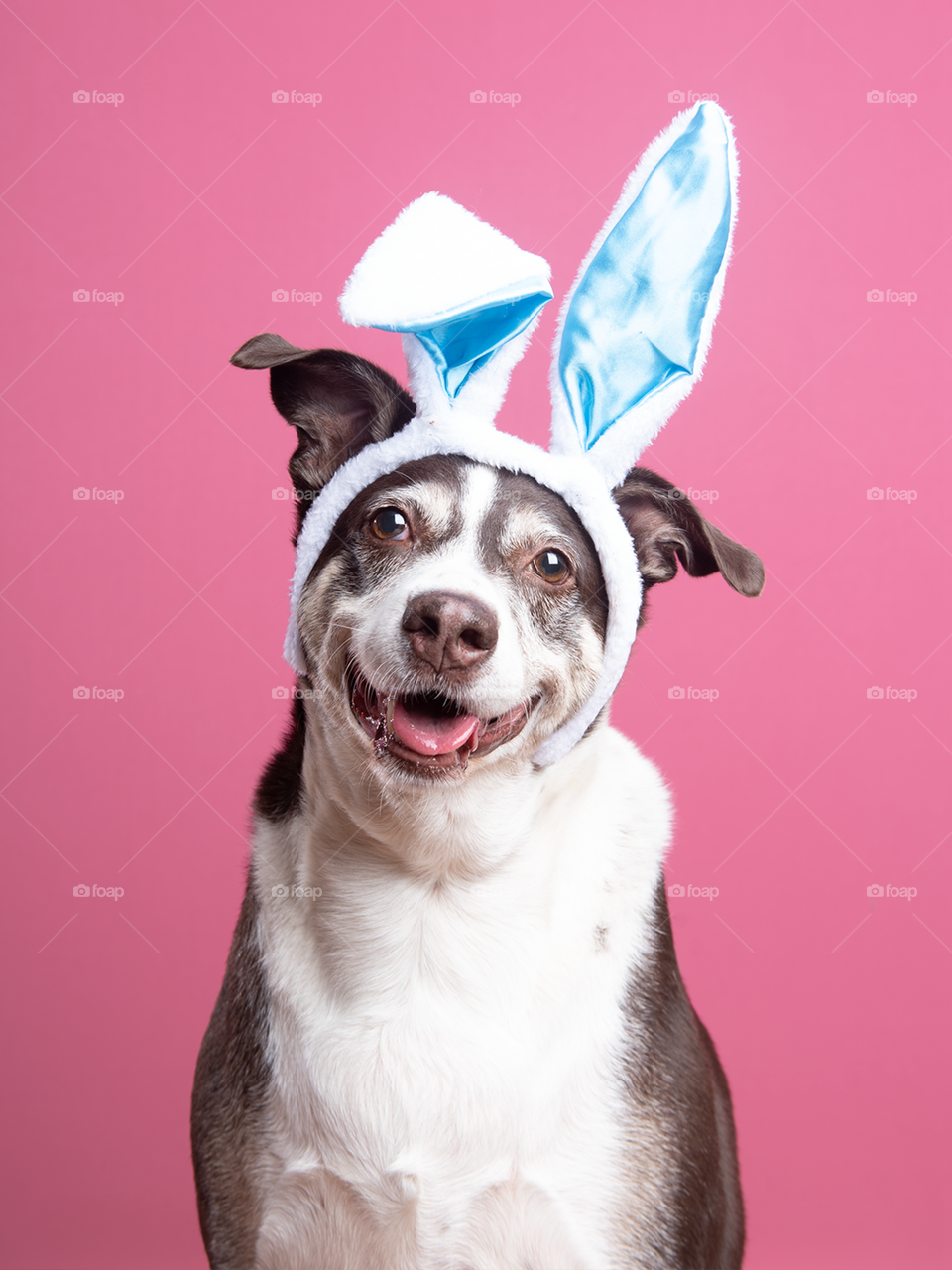 Easter dog - bunny ears - studio