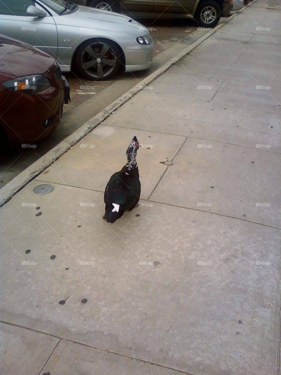 A picture I took of a Muscovy duck in 2012, during a trip to downtown Houston area.