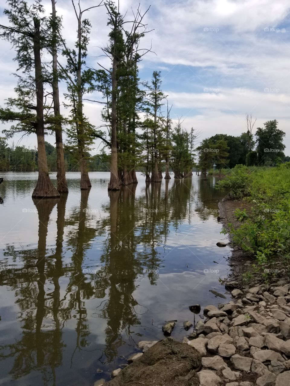 Cypress Trees in the Lake