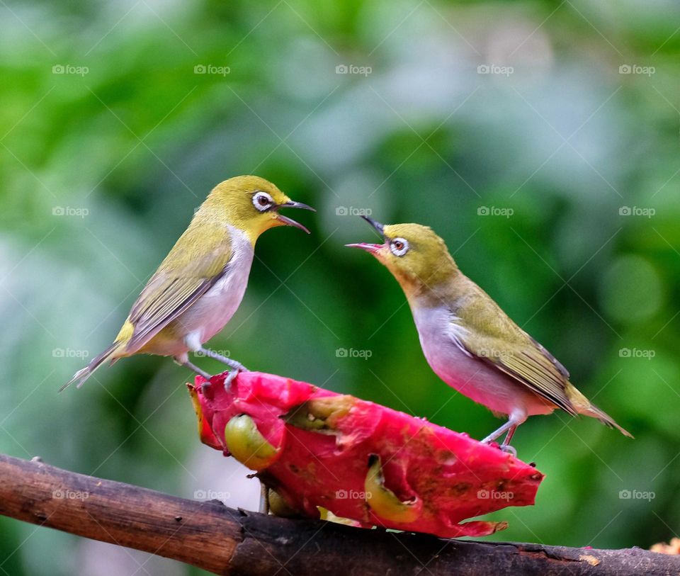 Japanese White-eye talking