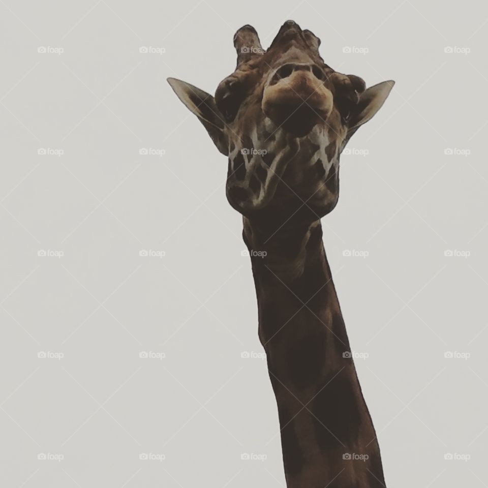 Mammal, No Person, One, Sculpture, Giraffe