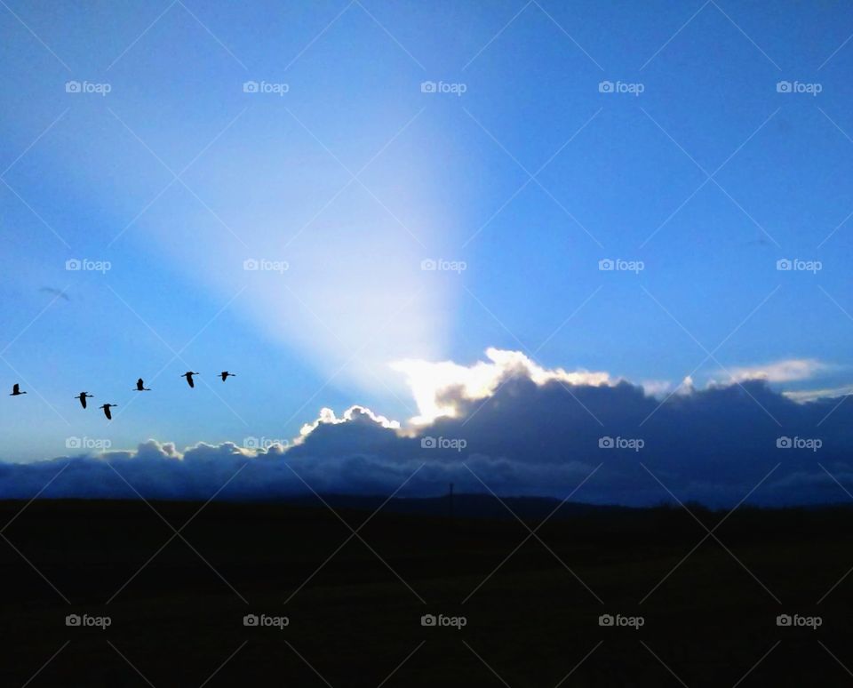 Geese in sunrise flight