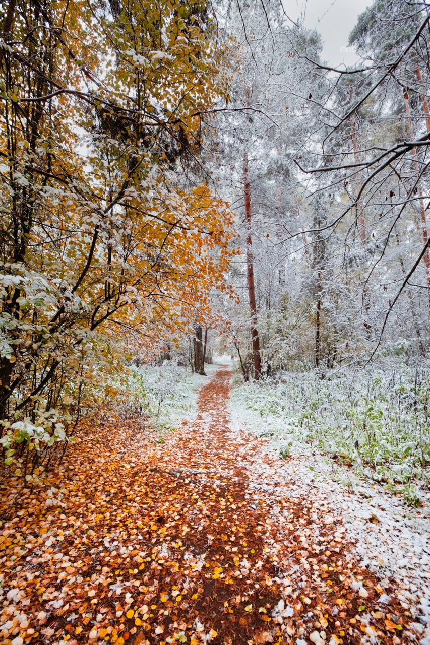 First snow in a park