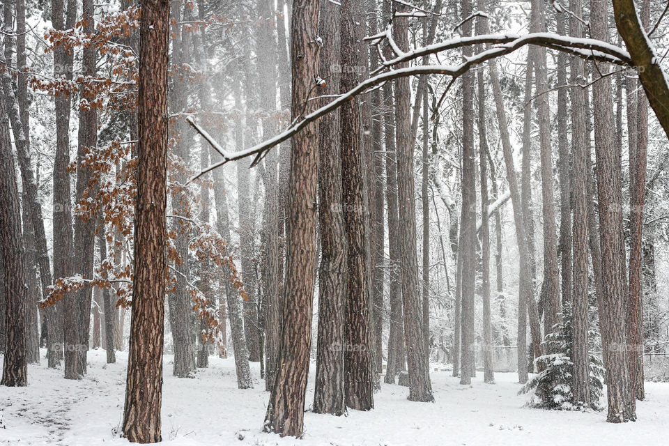 Winter trees nature, forest