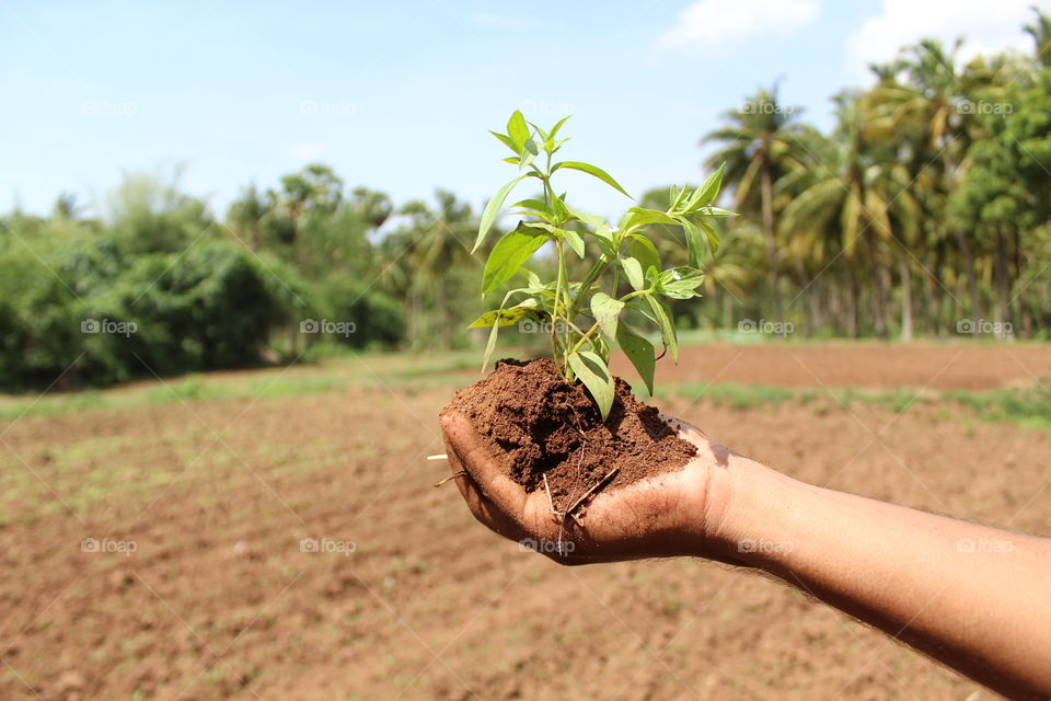 summer planting