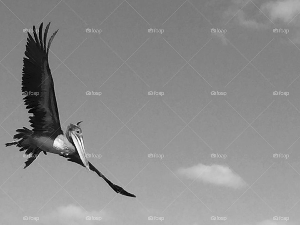 A pelican in flight over the Naples, FL town pier.