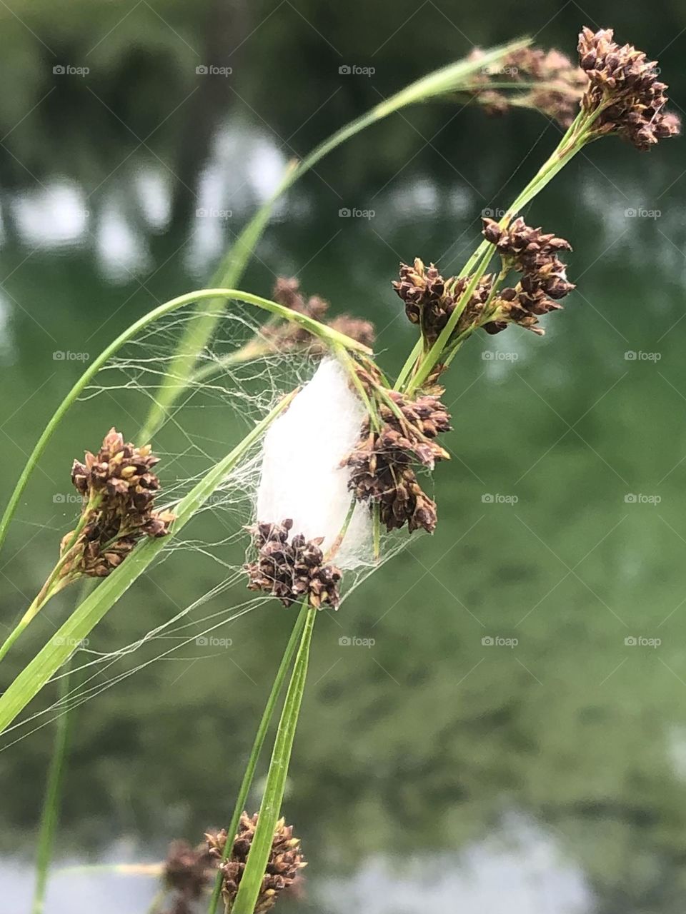 Dried up Sedge by the pond that a spider has made its home in. Love the reflection behind it!