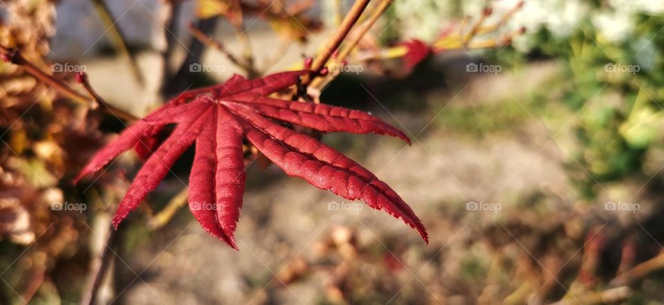 Reddish orange japanese maple and its ornamental leaves in spectacular fall colors