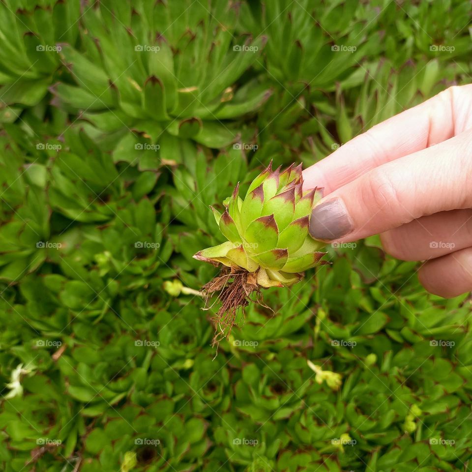 Plant plants to celebrate  Earth day