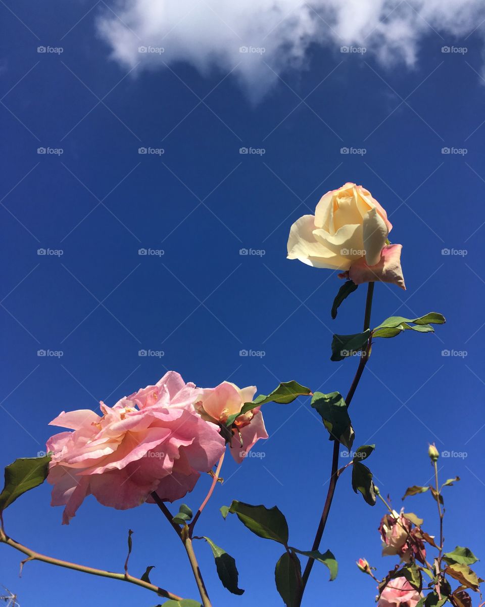 #Céu e #Flores: cores de um dia bonito!
📸
#fotografia
#paisagem
#natureza