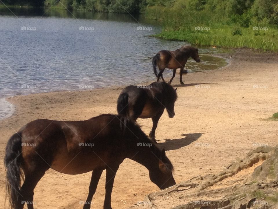 Wild Exmoor ponies in Sutton Park