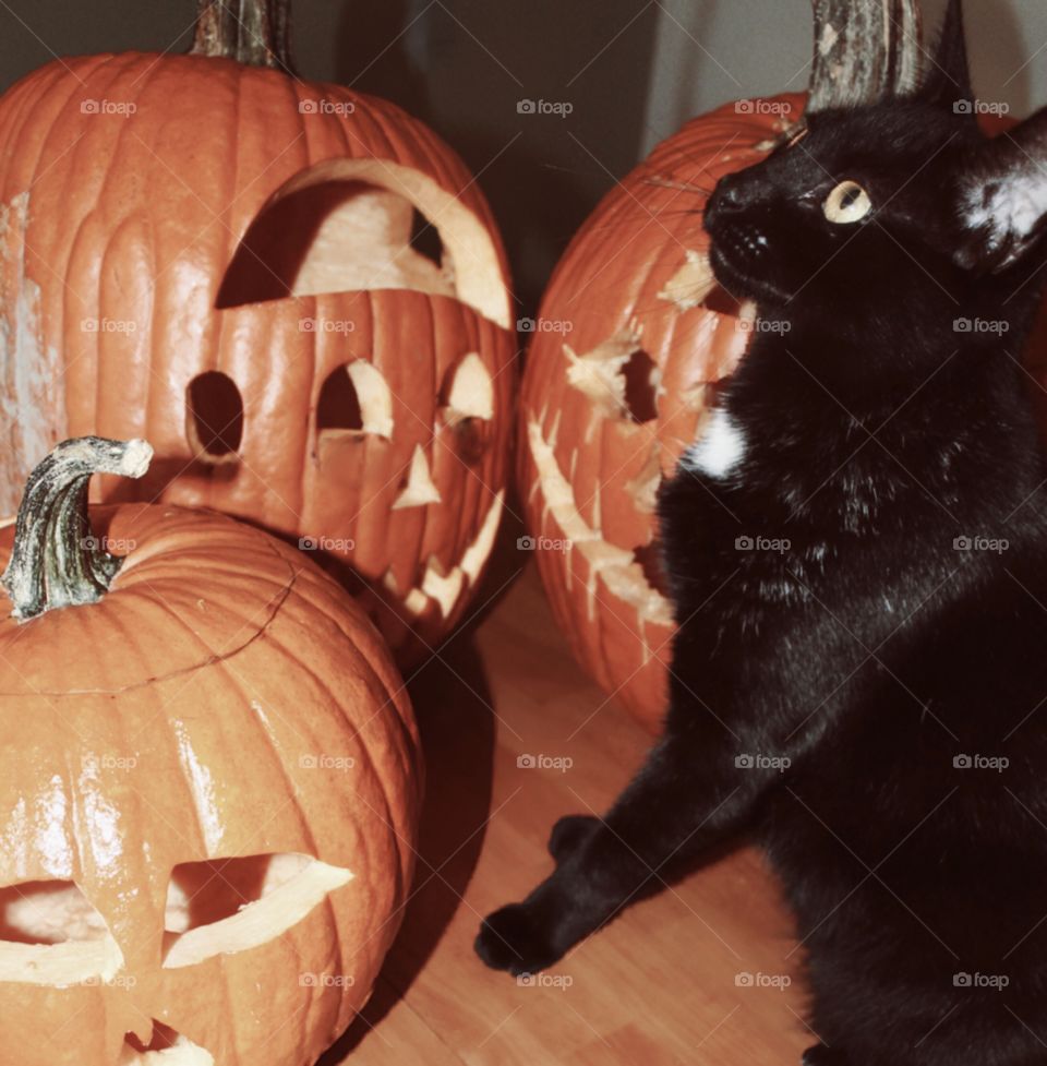 Black Cat sitting amongst Jack-O-Lanterns