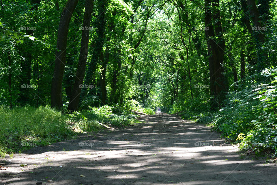 Walking land path in forest. Walking path in the woods, near Palic lake Serbia