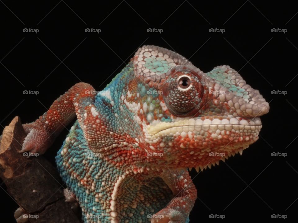 Chameleon photo 