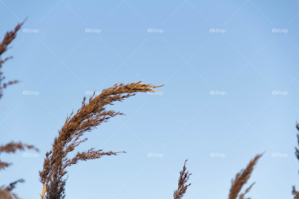 Reeds in winter in the wind, against the background of blue sky and frozen river.