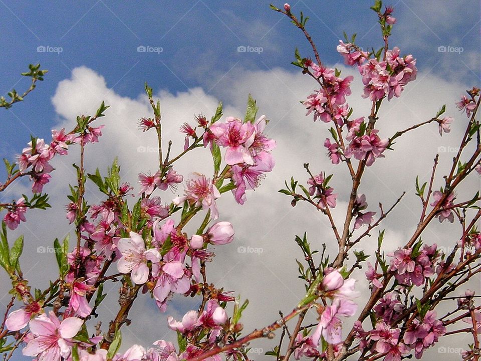 Blooms and clouds