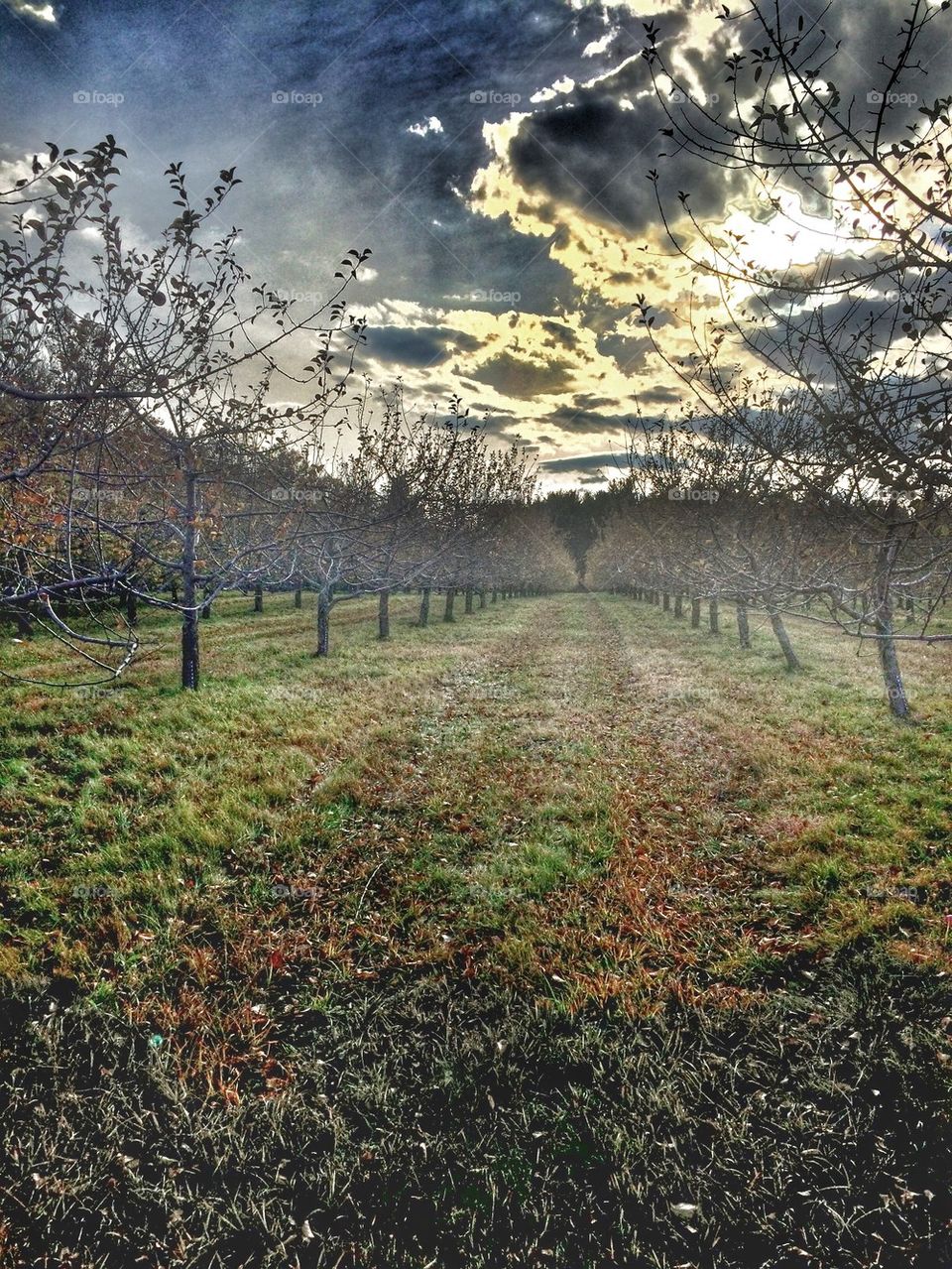 Maine orchard