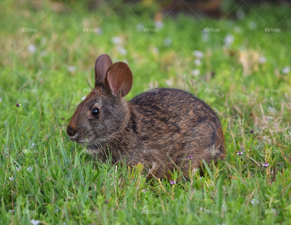 Rabbit sitting in a green field