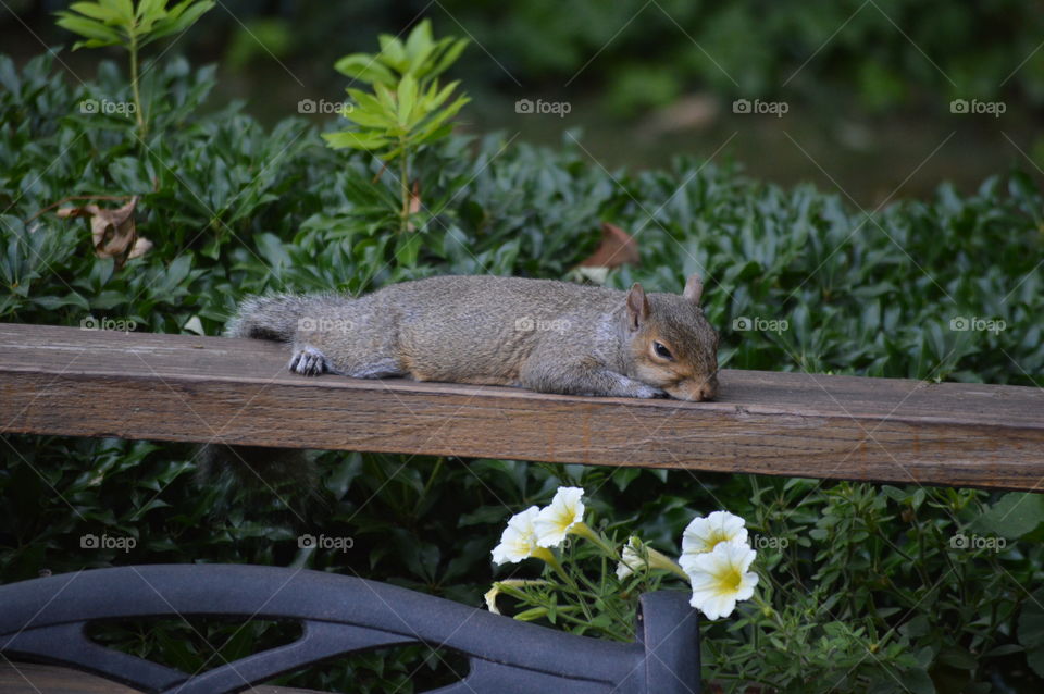 Sprawled Out Sleepy Summertime Squirrel 