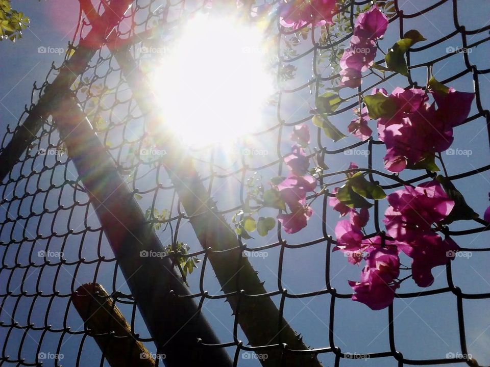 Sun, barbed wire fence and flowers.