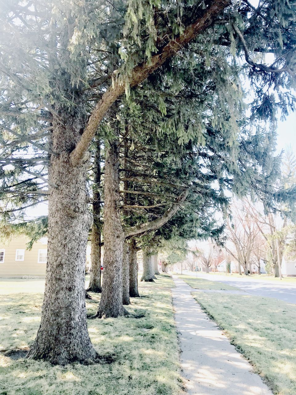Gorgeous serene black and white photos taken while on walk around beach town area. 
