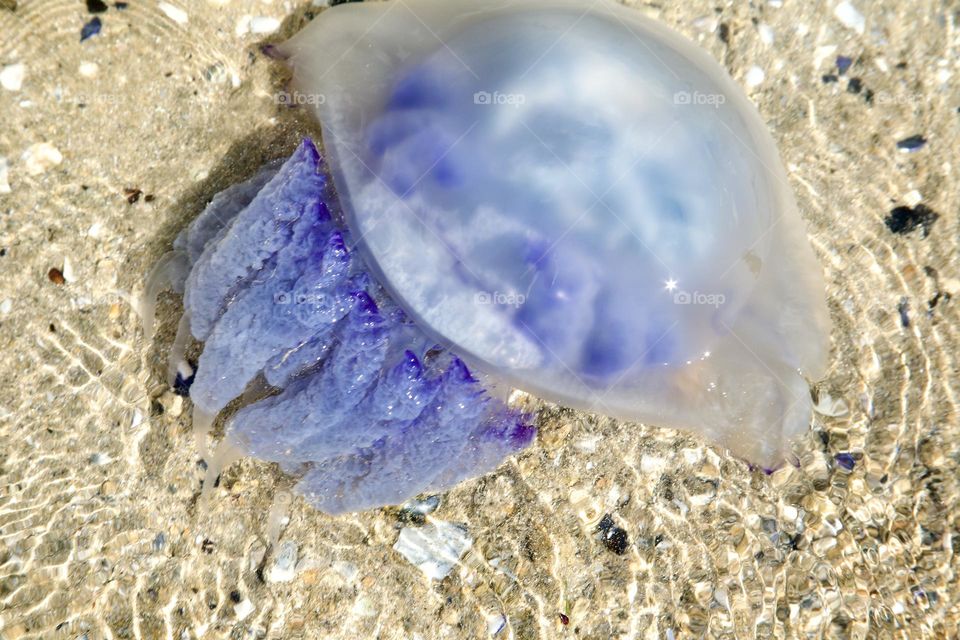 Красивая большая медуза фиолетового цвета 