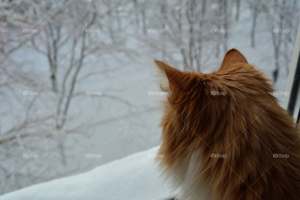 cat pet on a winter window looking