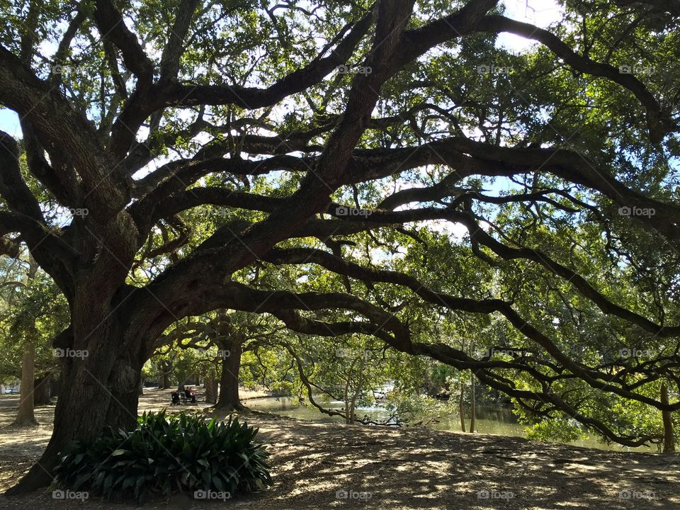 New Orleans 