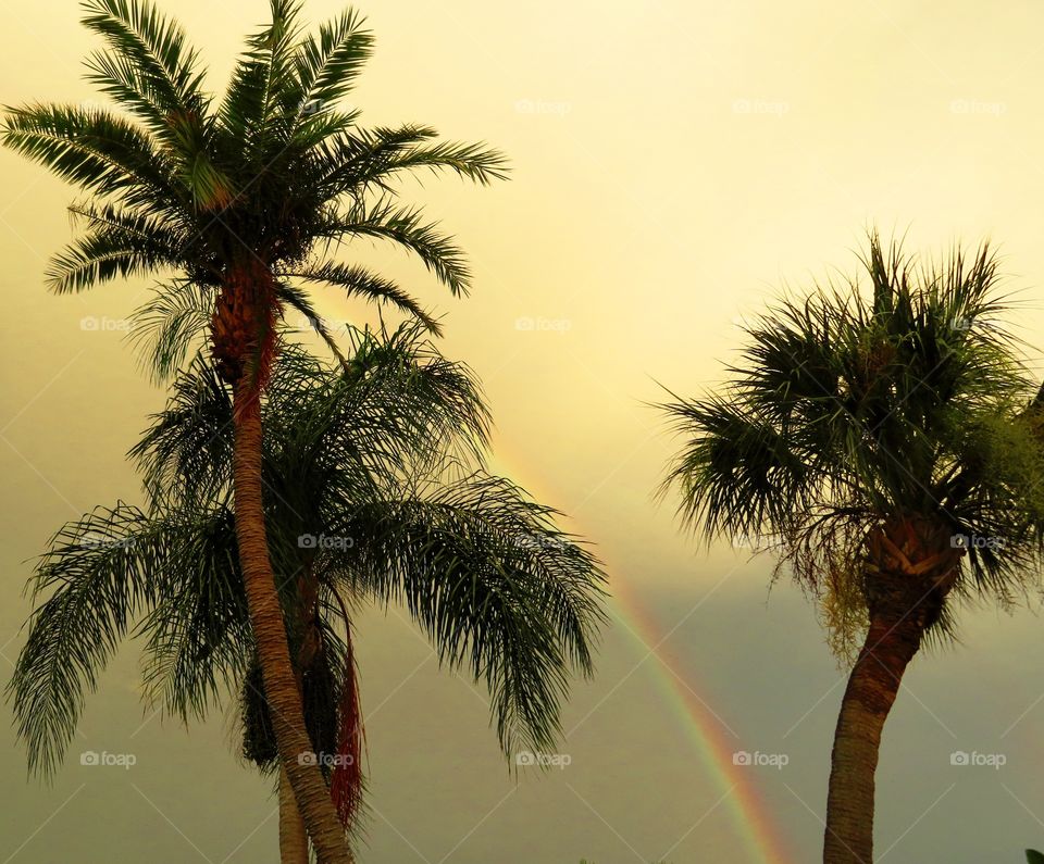 Rainbow with 3 Palms