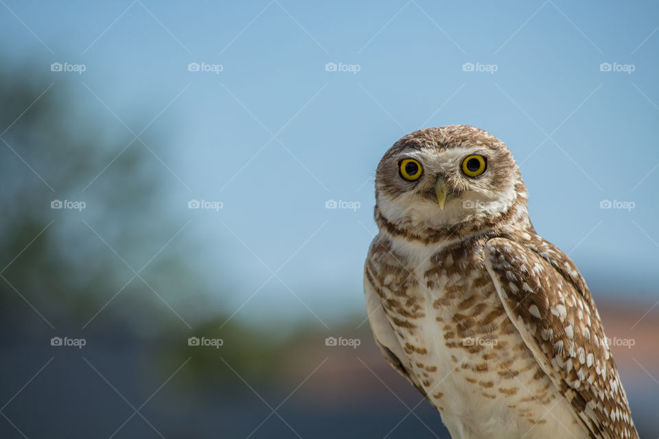 owl